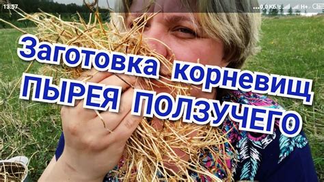 Заготовка корневищ Пырея. И их лекарственные свойства. - YouTube