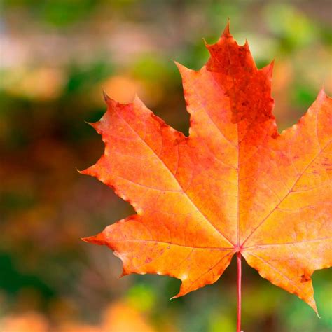 ways   autumn leaves   garden simply helping