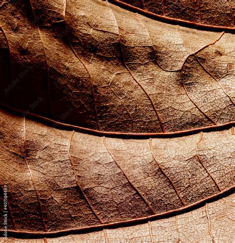 dried leaf stock photo adobe stock