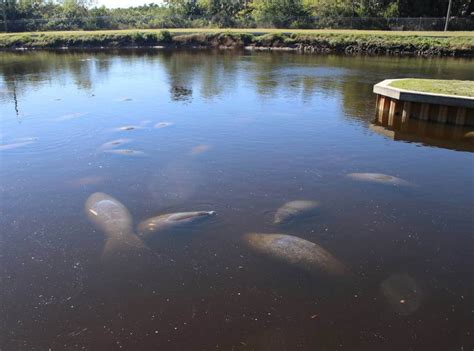 Manatee Park in Fort Myers is a Great Place to See Manatees | Must Do