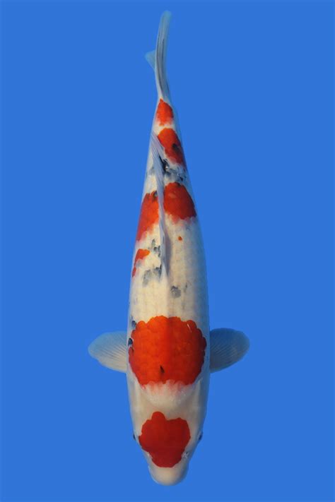 Maruten Sanke - Grand Koi, LLC