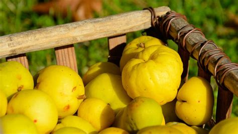 cool Многогранная айва — Польза и вред, способы применения | Frutas