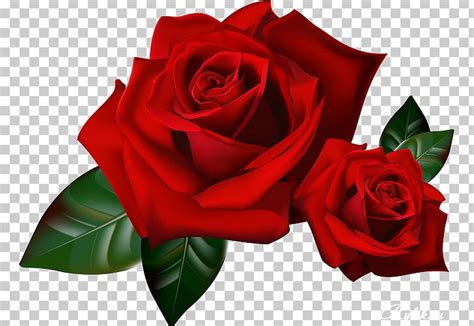 Rose Animation YouTube PNG, Clipart, Adobe Fireworks, Animation, Cut Flowers, Download, Flora ...