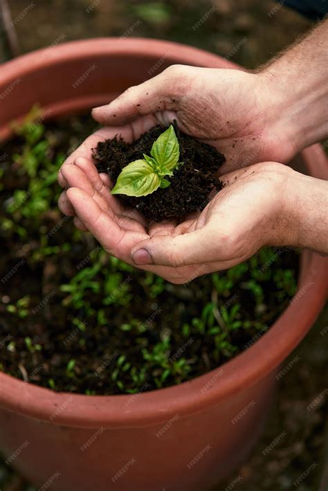 Um agricultor segura uma muda de árvore na mão para plantar na horta ...