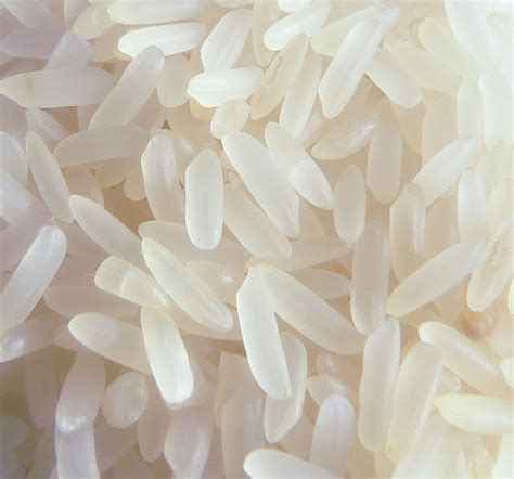 birds wont die   eat rice