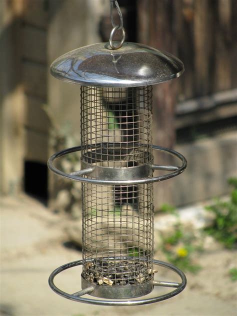 Bird feeder Free Photo Download | FreeImages