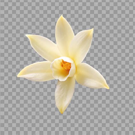 A singular vanilla flower on transparent background | Premium AI
