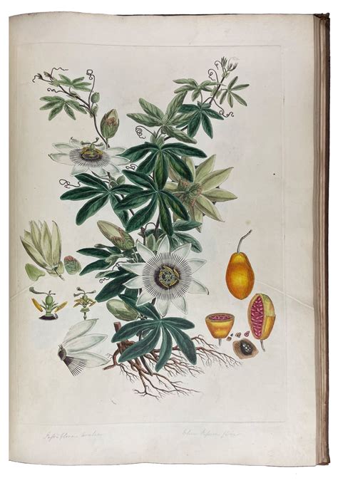 illustratio systematis sexualis linnaei  illustration   sexual