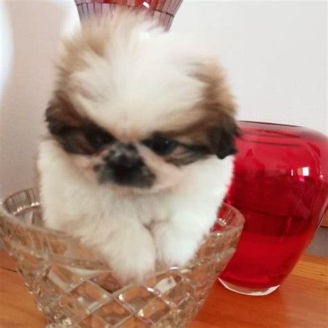 miniature pekingese | Junk Mail