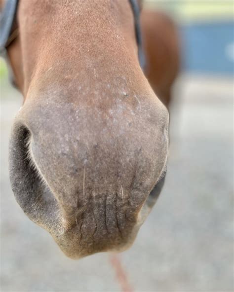 Potomac Horse Center - Home | Facebook