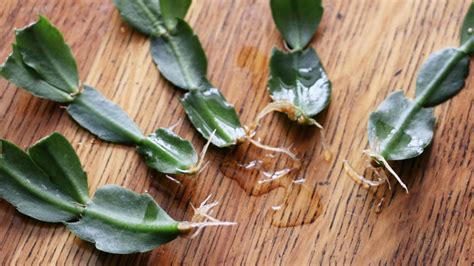 quick ways  grow christmas cactus  cuttings