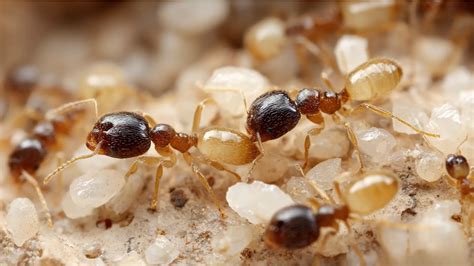 rid  ghost ants  sarasota  losing  mind