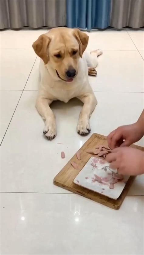 😂😂😂😂😂😂 | Şirin hayvanlar, Komik hayvan videoları, Hayvan