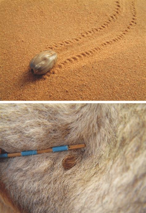 camel tick hyalomma dromedarii  feeds   camels