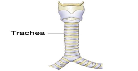 Trachea - Assignment Point