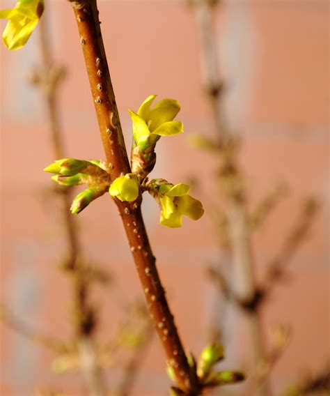 How to prune forsythia: expert tips for prolific flowering | Homes and