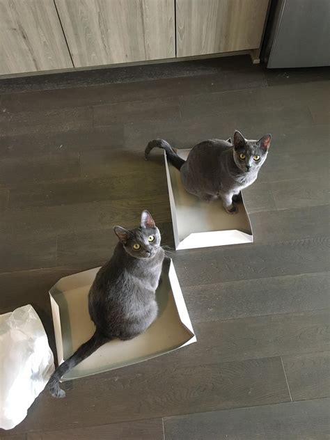 cloning movies 2