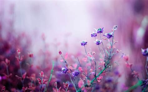 Purple Spring Flowers Desktop Wallpapers - Top Free Purple Spring