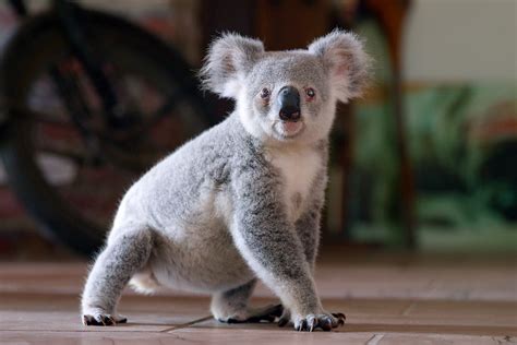 cute and funny animal names 11