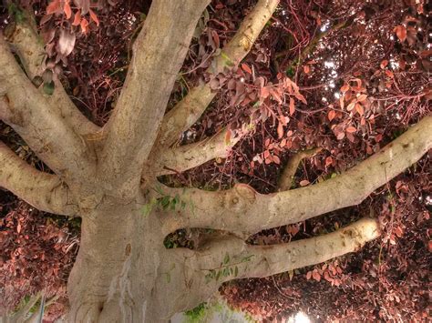 El arbol | Mapio.net