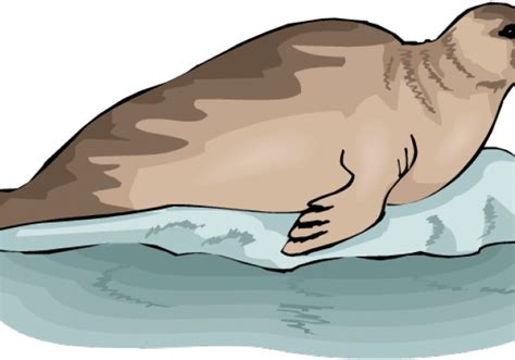 Original - Тюлень Клипарт Clipart - Full Size Clipart (#41114) - PinClipart