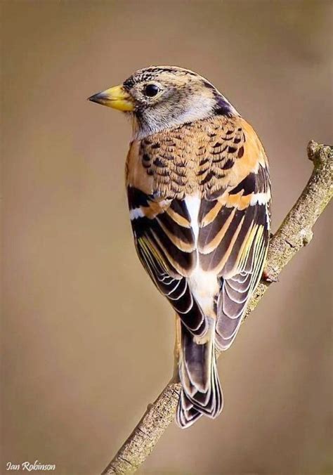 Pin by Maryse Pournin on Oiseaux | Beautiful birds, Pretty birds ...