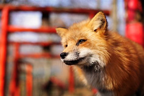 Japan Folklore: The Legend of Kitsune - JAPANITALYBRIDGE.com