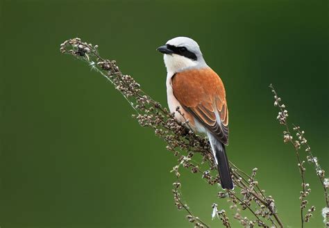 Rusi svračak (Lanius collurio)