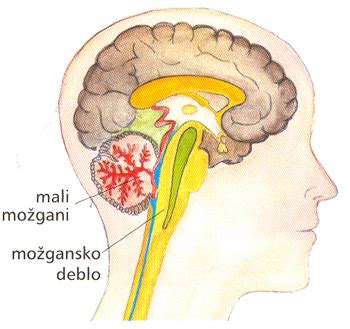 Vedež [Zakaj imaš možgane?]