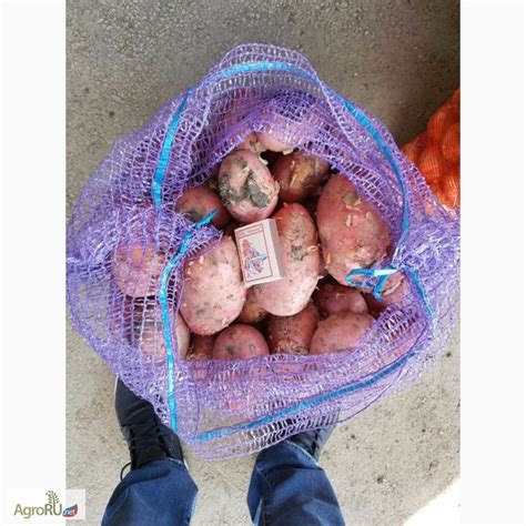 Продам Картофель сорта Эволюшн, Краснодарский край — AgroRU.net