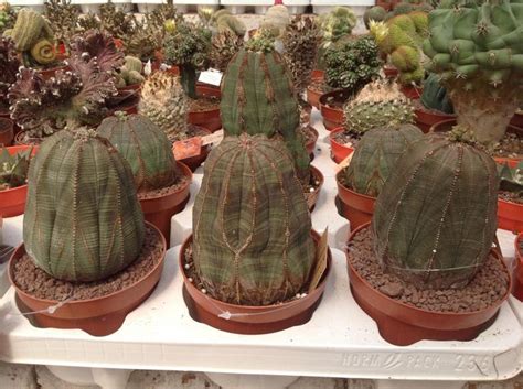 Euphorbia obesa | Trees to plant, Euphorbia, Cactus plants