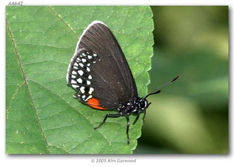 Eumaeus toxea (live adults, page 2)