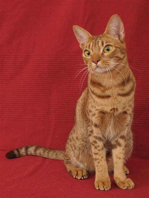 Ocicat - The Amazing Pet Wild Cat