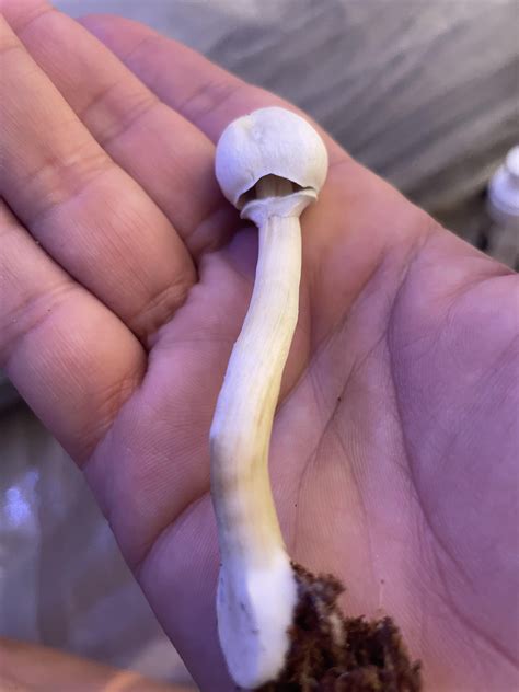 This lil idiot looks weird and doesn’t really bruise when I squeeze it