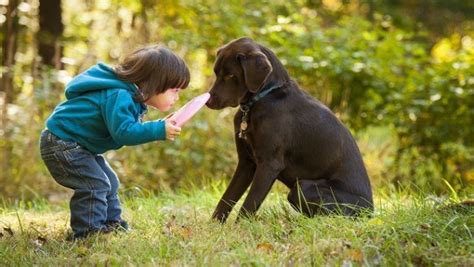 how to train a dog to poop outside