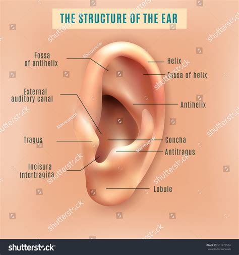 External Ear Diagram Labeled