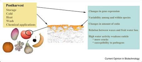 current opinion  biotechnology  mol