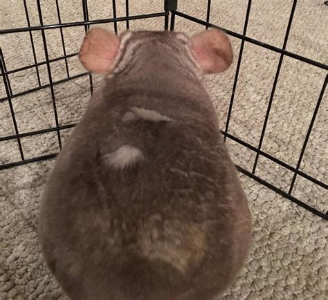 Dealing with Fur Slip in Chinchillas: A Comprehensive Guide - ChinHelp