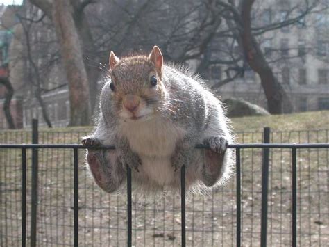 19 Fat Squirrels That Totally Over Ate This Winter | Pleated Jeans