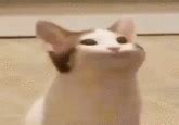 Pop Cat Renaissance | Pop Cat | Know Your Meme