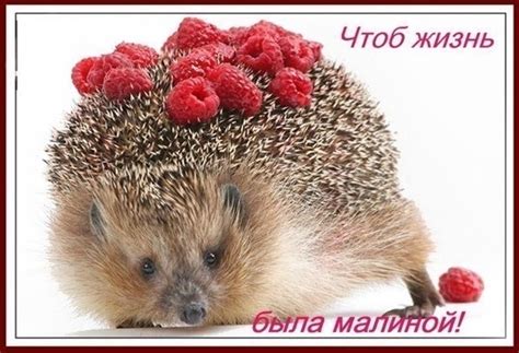 Ежик с днем рождения - крутые открытки