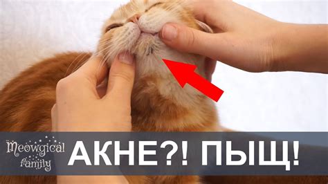 Часть1:АКНЕ у кошки - черные точки на подбородке кошки - YouTube