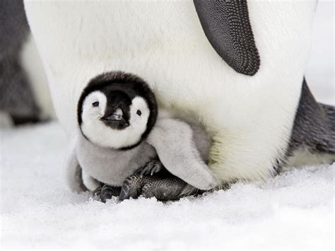 Baby Animals Wallpapers - Wallpaper Cave