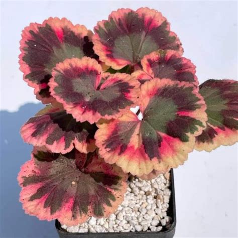 Товары — Cactus-shop