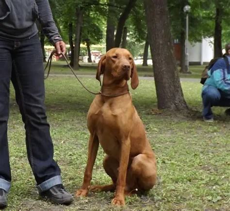 Hungarian Vizsla