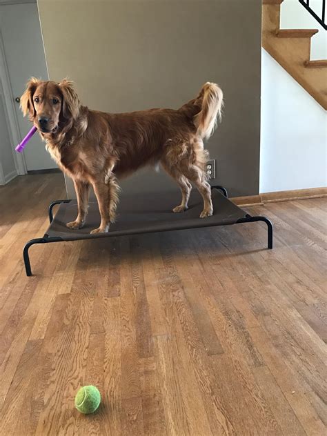 My dog stole my wife's vibrator today and is very proud of himself.