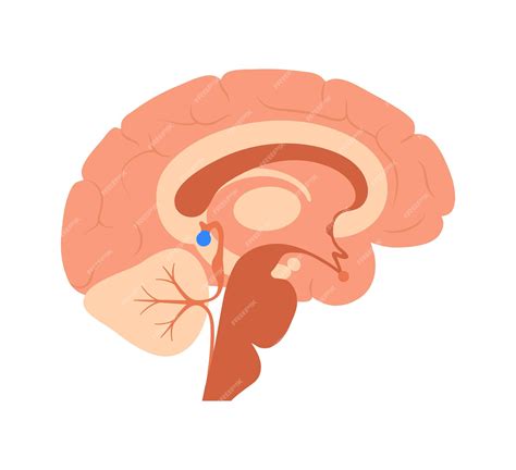 Premium Vector | Pineal gland anatomy
