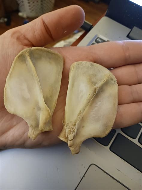 can anyone ID these scapula? found near water(north Eastern USA) : r