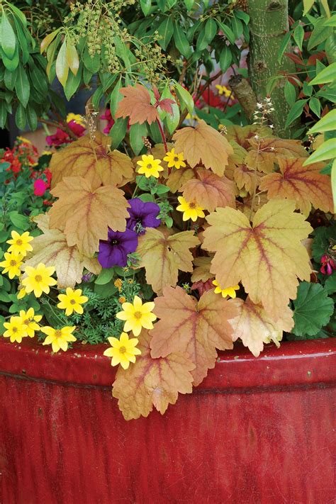 Heucherella ‘Sweet Tea’ | TERRA NOVA® Nurseries, Inc.