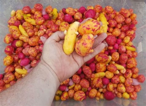 Growing Ulluco | Garden veggies, Fruits and veggies, Growing veggies